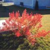 Western Sandcherry #1 - Image 3